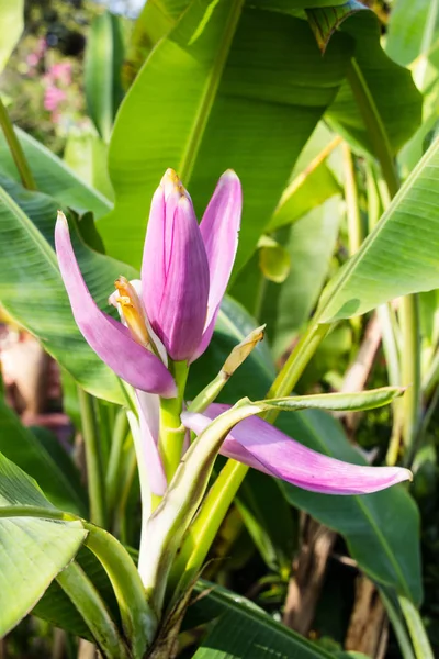 Banana Flower Close — Stock Photo, Image