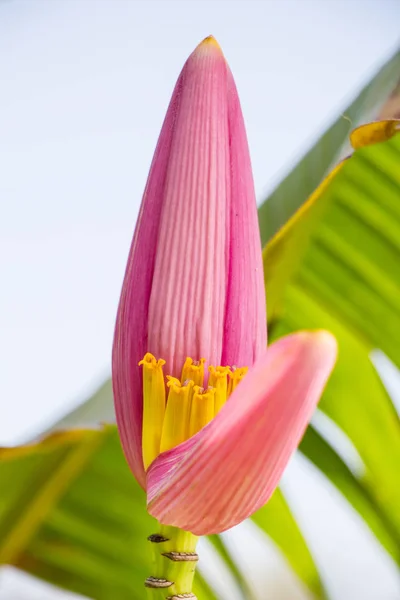 バナナの花を閉じて — ストック写真