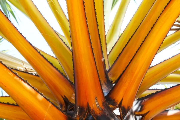 Palmové Listy Flóra Listoví Koncepce — Stock fotografie
