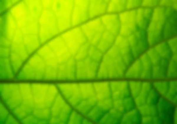 Close View Green Leaf Texture — Stock Photo, Image