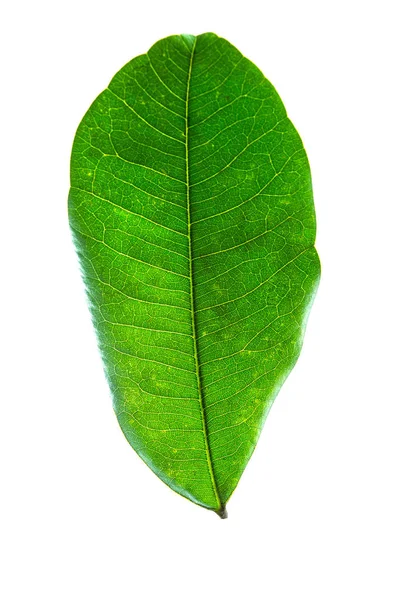 Feuilles Vertes Isolées Sur Fond Blanc — Photo