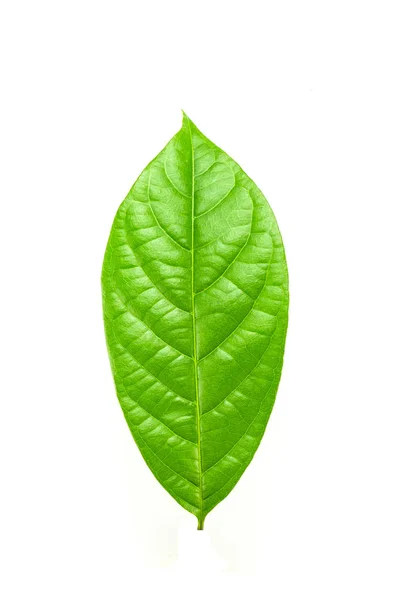Зеленый Лист Изолирован Белом Фоне — стоковое фото