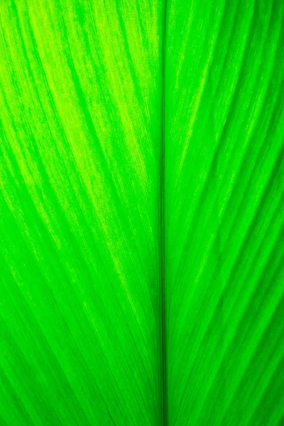 背景としての緑の葉の質感 — ストック写真