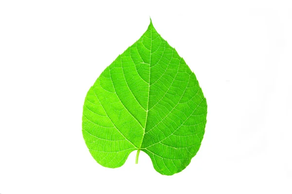 Heart Shaped Green Leaf Symbolizing Love Environment — Stock Photo, Image