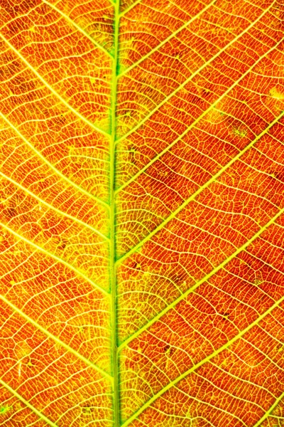 Closeup Orange Leaf Texture Plant — Stock Photo, Image