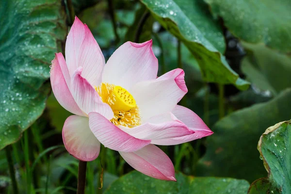 Beautiful Blooming Lotus Flower — Stock Photo, Image