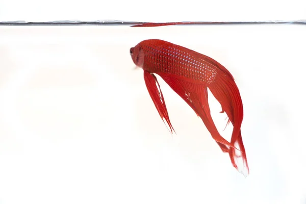 Siamesiska Bekämpa Fisk Betta Isolerad Vit Bakgrund — Stockfoto