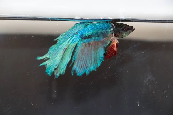 Siamese Fighting Fish Isolated Black Background — Stock Photo, Image