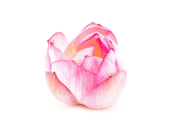 Lotus Blooming Isolated Background — Stock Photo, Image