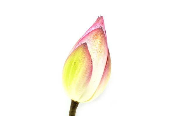 Fleur Lotus Gros Plan — Photo