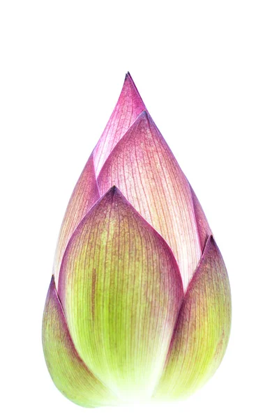 Lotus Bloem Geïsoleerd Witte Achtergrond — Stockfoto