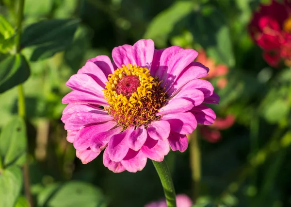 Pink Zinnia Flower Close — Stock Photo, Image