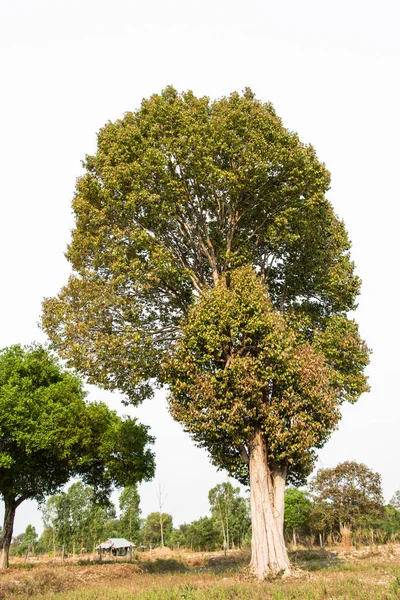 Wysokie Zielone Drzewo Łące — Zdjęcie stockowe