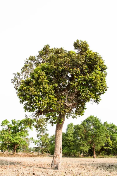 Tall Green Tree Meadow — Stock Photo, Image
