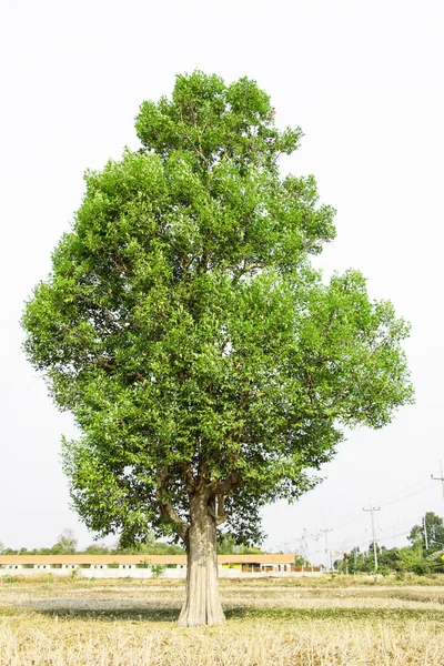 Tall Green Tree Meadow — Stock Photo, Image