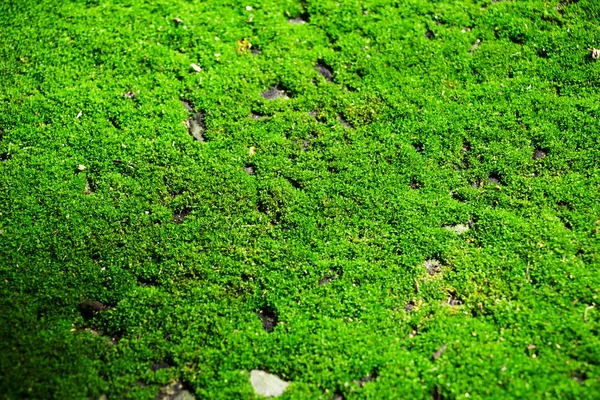 Lichene Verde Primo Piano — Foto Stock