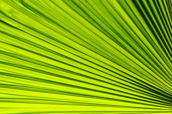 Palmového Listí Textury Pozadí — Stock fotografie