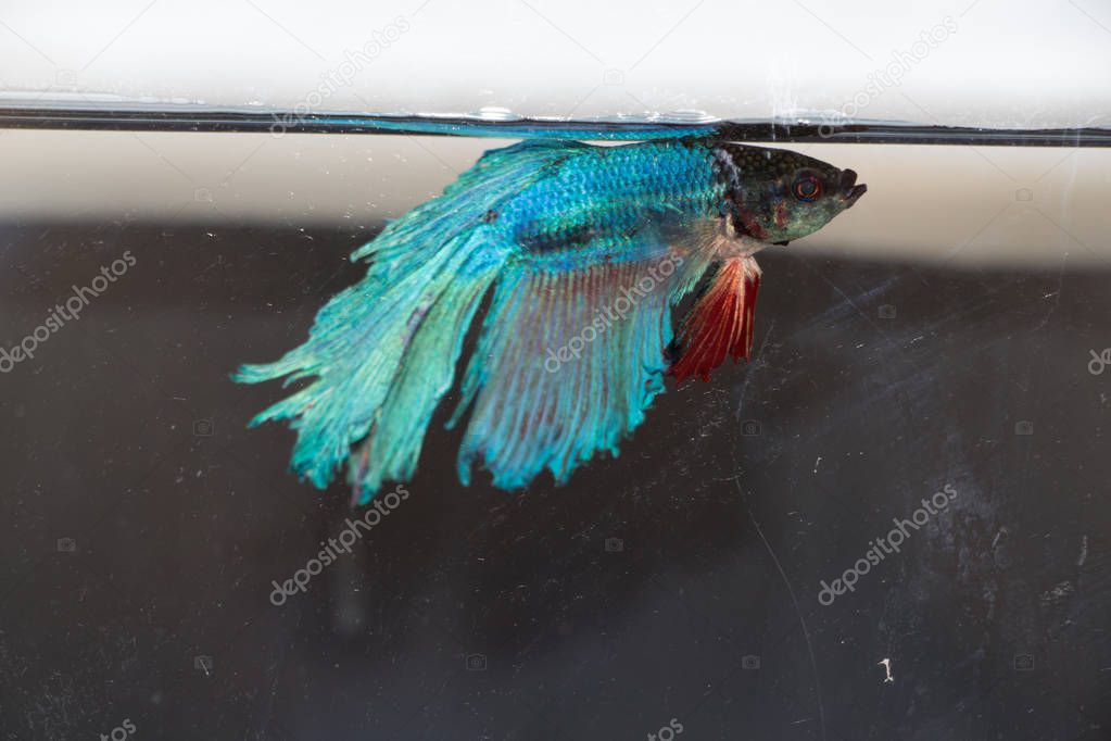 siamese fighting fish isolated on black background.