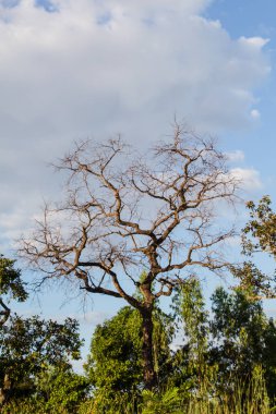 bir ormanda ölü ağaçlar