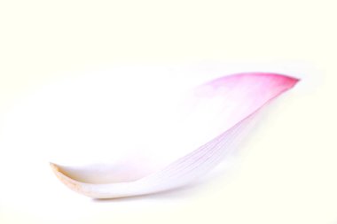 studio shot of rose flower petal clipart