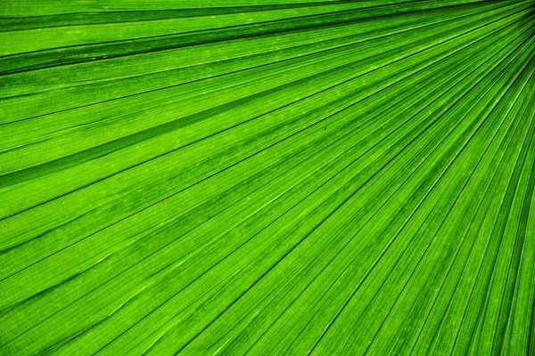 Linien Und Texturen Der Grünen Palmblätter — Stockfoto