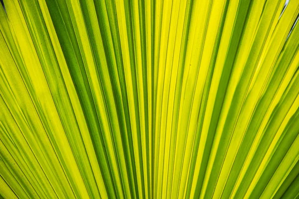 Зеленый Лист Пальмы Яркий Солнечный Свет — стоковое фото