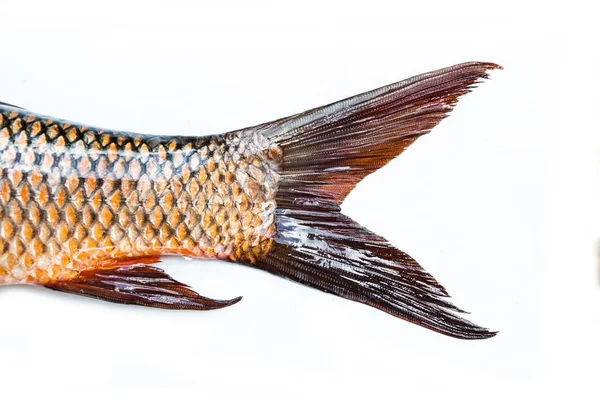 Ocas Ryby Izolovaných Bílém Pozadí — Stock fotografie