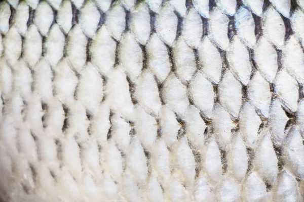 Fish Skin Natural Texture Lateral Line Seen — Stock Photo, Image