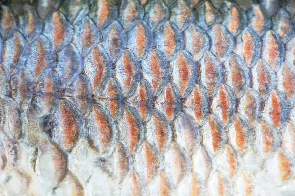 Fish scales background close up