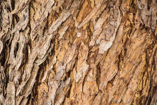 Текстура Стовбура Дерева Крупним Планом — стокове фото