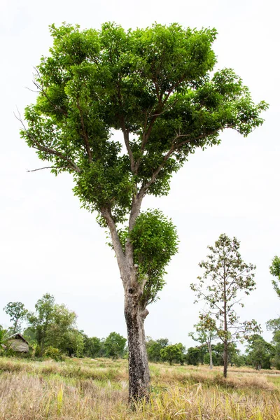 Irvingia Malayana Also Known Wild Almond — Stock Photo, Image