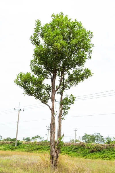 Albero Nel Campo Natura — Foto Stock