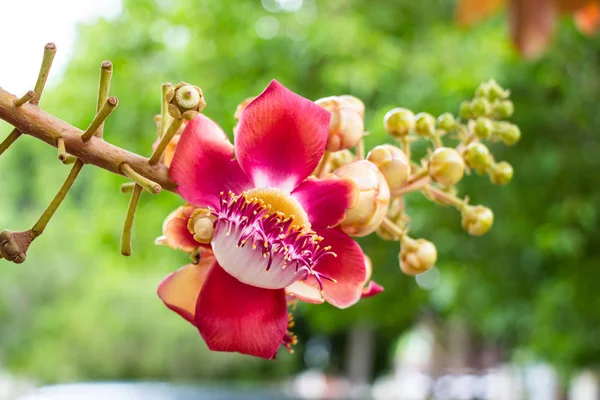 Shorea Robusta Cannonball Flower Tree — Stock Photo, Image