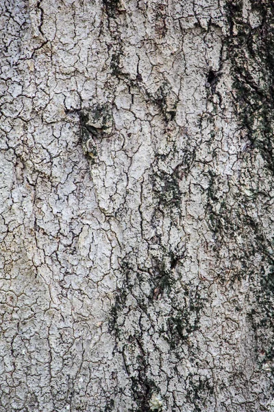 Oude Hout Boom Textuur Achtergrond Patroon — Stockfoto