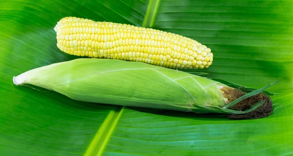 Świeża Kukurydza Naturalne Tło Zielony — Zdjęcie stockowe