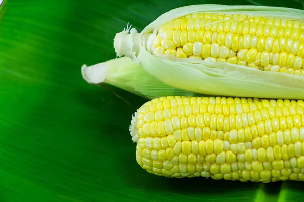 Kukorica Cob Zöld Levelek Közelről — Stock Fotó