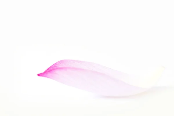 Beautiful Lotus Petal White Background — Stock Photo, Image