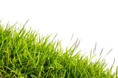 Beyaz arkaplanda yeşil çimen izole