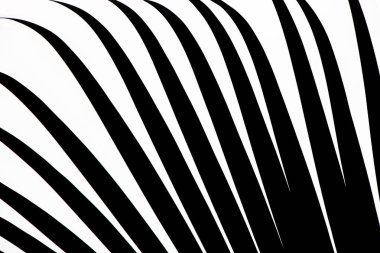 Palmiye yaprakları, bitki örtüsü ve yeşillik kavramı 