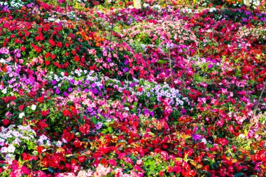 Impatiens - çiçek halı arka plan