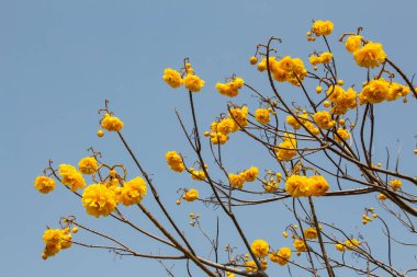 Mavi gökyüzü arka planında sarı çiçekler