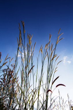 Gün batımında çim tüyleri