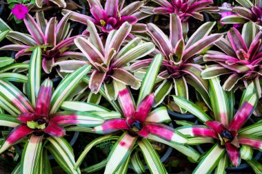 Yaz sezonunda Bromeliad bitkileri 