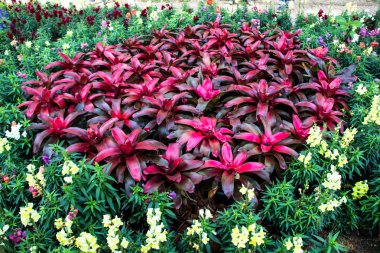 Bromeliad bir Bahçe