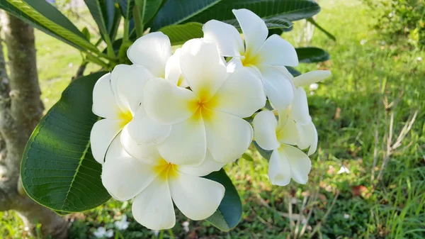 Witte Bloemen Tuin — Stockfoto