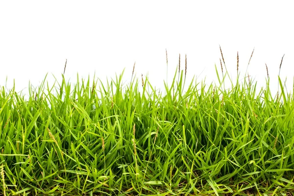 白い背景に隔離された緑の草 — ストック写真