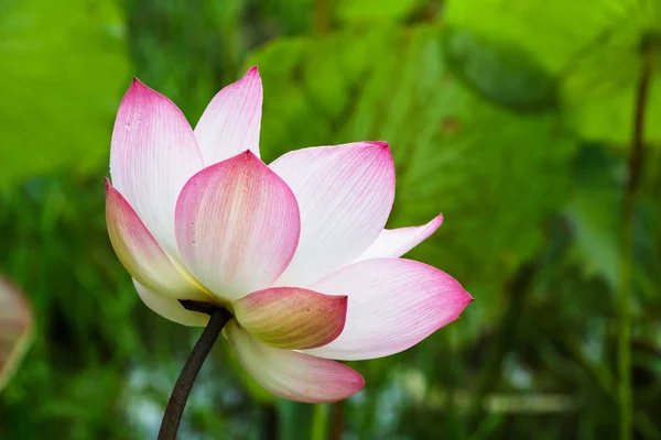 Lotus Flower Close — Stock Photo, Image