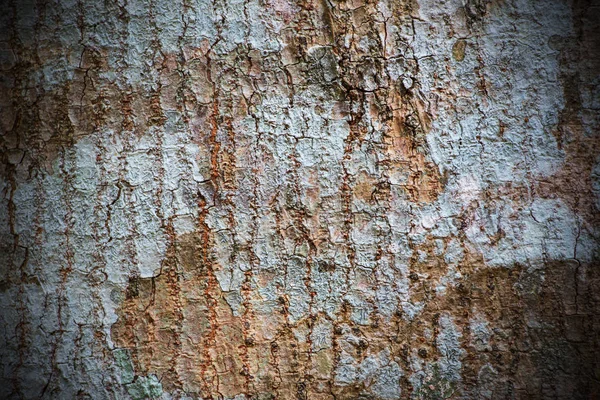 Full Frame Image Brown Tree Trunk — Stock Photo, Image