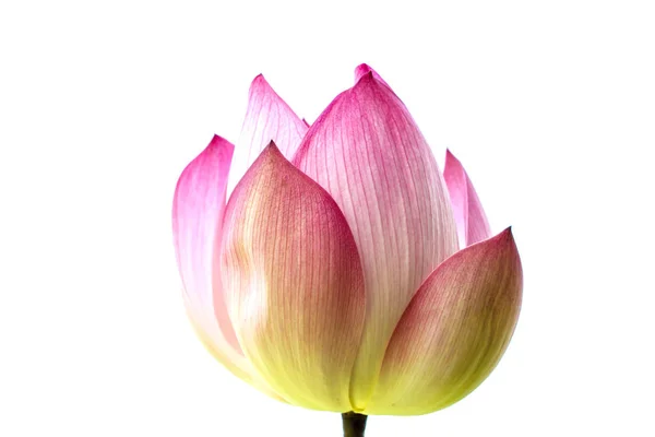 Krásný Růžový Leknín Nebo Lotus Flower Izolované Bílém Zpět — Stock fotografie