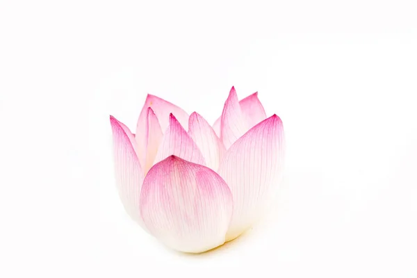 白色背景美丽的粉红色睡莲或莲花分离 — 图库照片